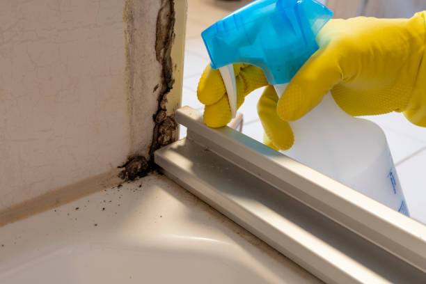 Best Toxic Mold Removal  in Luck, WI
