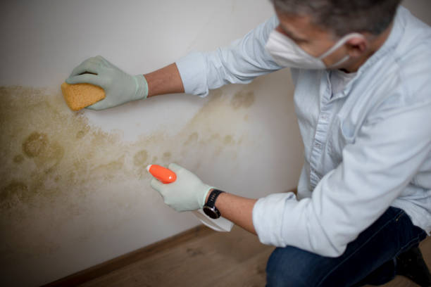 Office Mold Removal Services in Luck, WI
