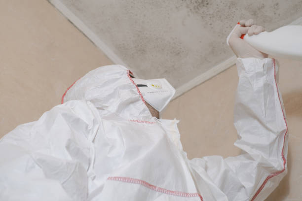 Best Office Mold Removal Services  in Luck, WI