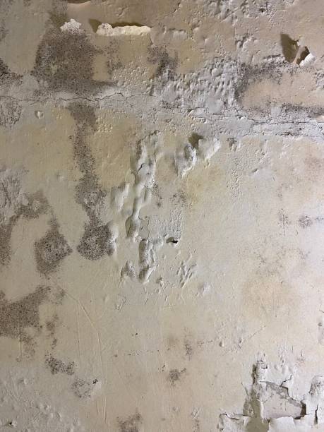 Best Mold Remediation  in Luck, WI
