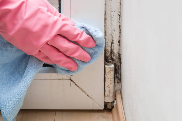 Best Professional Mold Removal  in Luck, WI