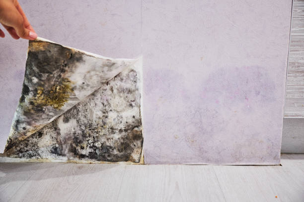 Best Home Mold Removal  in Luck, WI